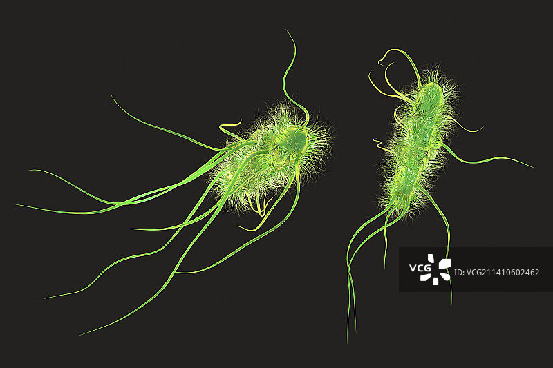 大肠杆菌插画图片素材