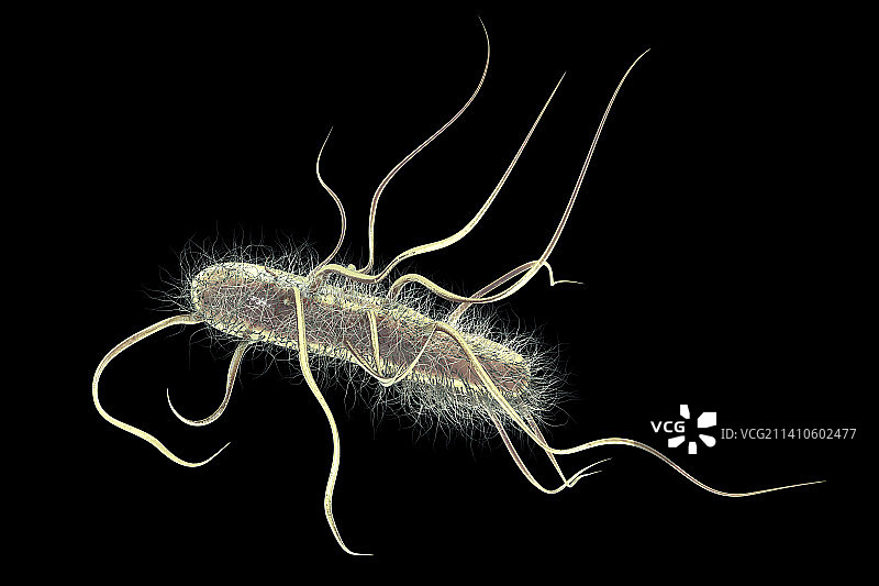 大肠杆菌插画图片素材