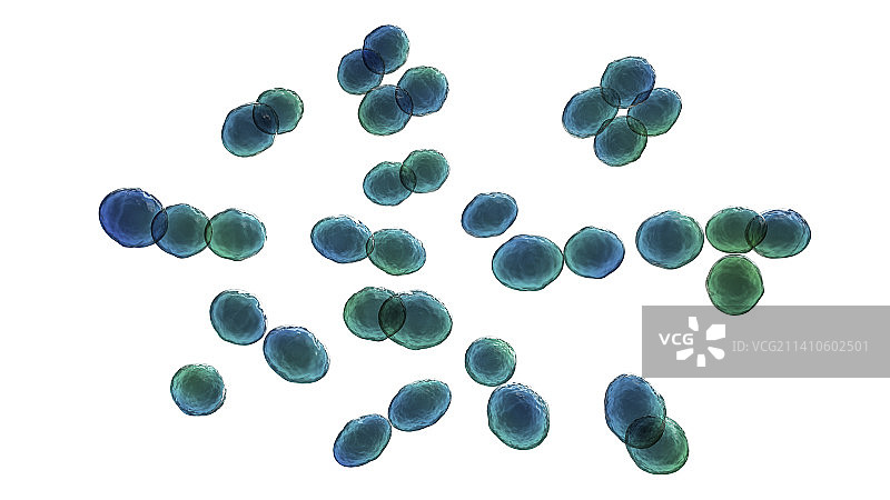 乳球菌图示图片素材