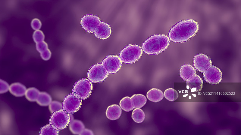 明串珠菌细菌图片素材