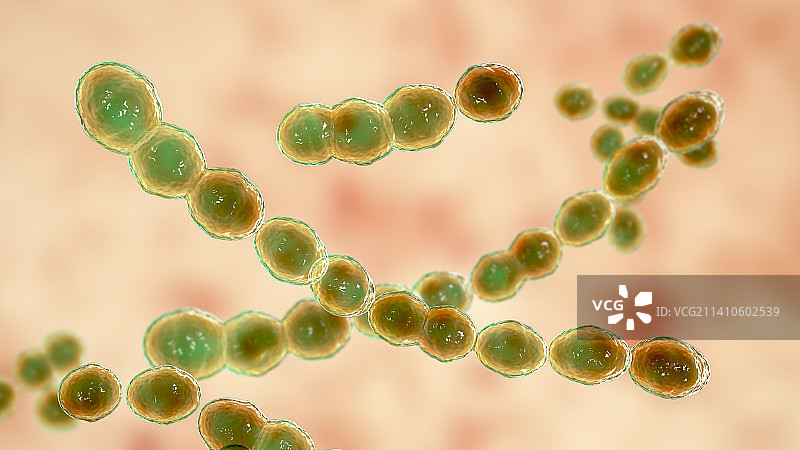 明串珠菌细菌图片素材