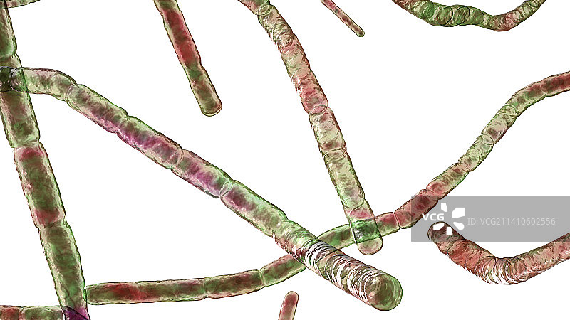 诺卡氏菌细菌图图片素材