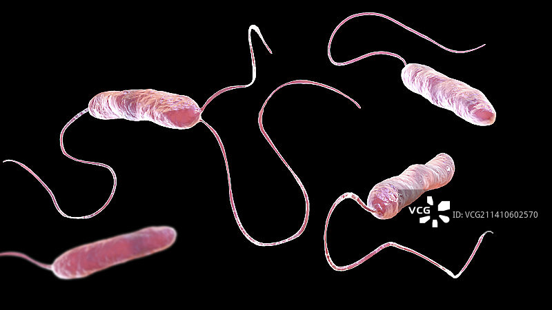 嗜麦芽窄食单胞菌细菌，图示图片素材