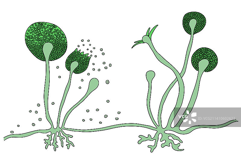 根霉菌插图图片素材
