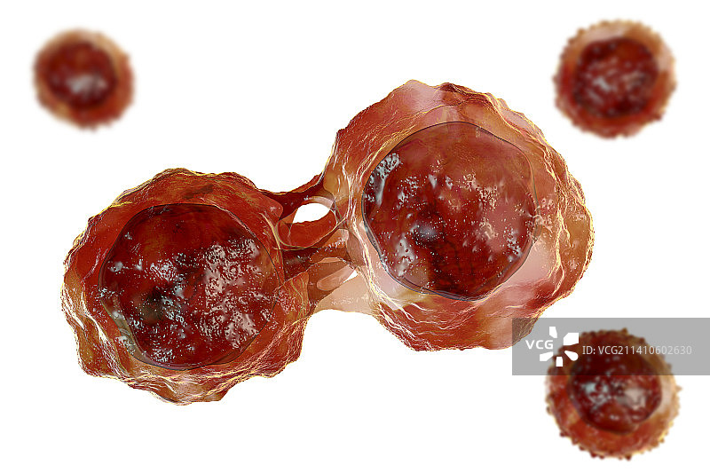 干细胞，图示图片素材