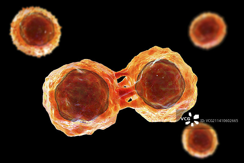 干细胞，图示图片素材