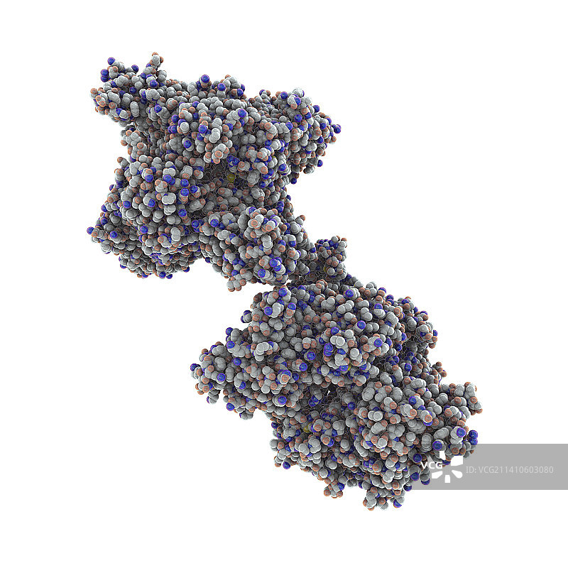 β-N-乙酰氨基葡萄糖苷酶A图片素材