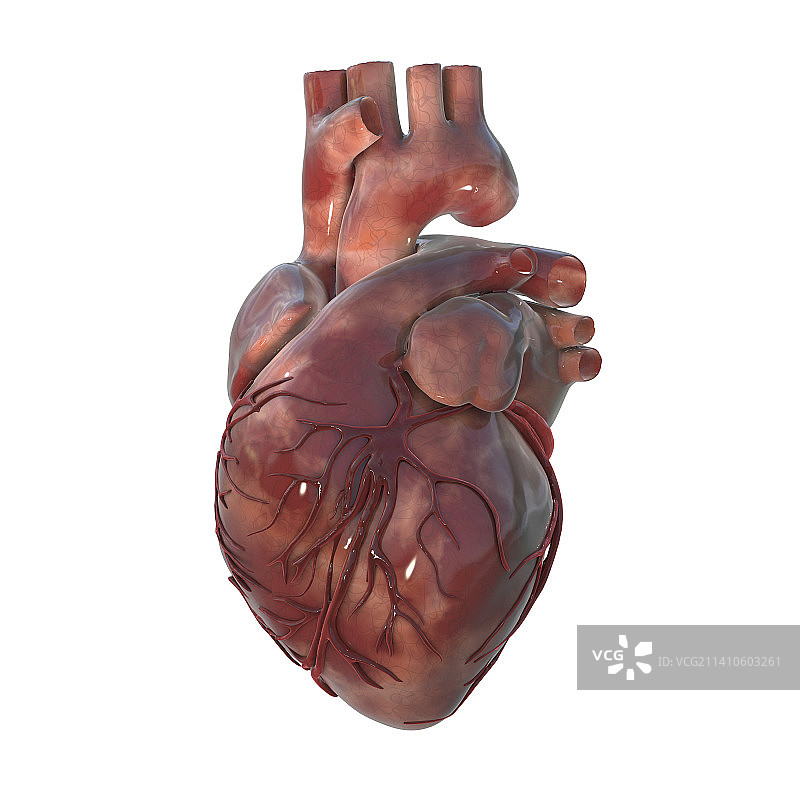 带有冠状血管的心脏插图图片素材