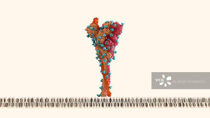 冠状病毒刺突蛋白上的聚糖图片素材