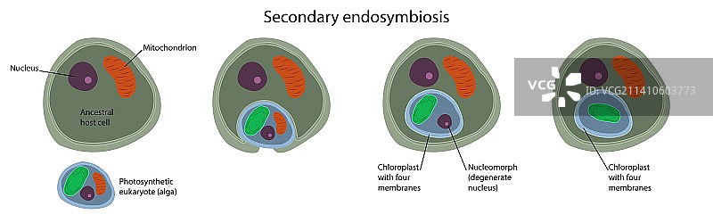次级内共生插图图片素材