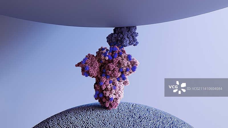 奥密克戎变异株结合ACE2受体插画图片素材