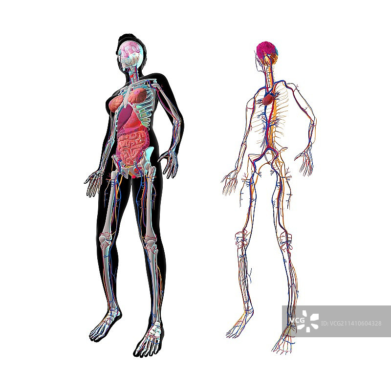女性心血管系统解剖结构图图片素材