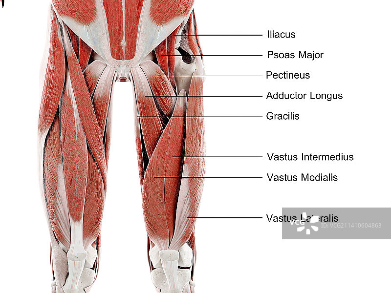 大腿肌肉插图图片素材