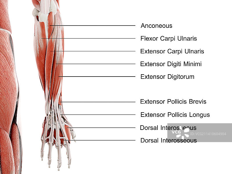 前臂和手部肌肉图图片素材