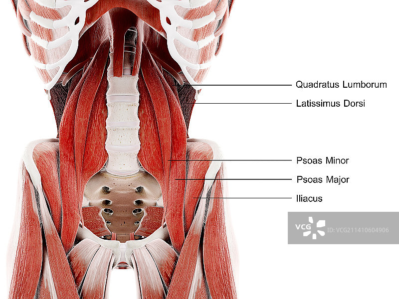 髋部肌肉图图片素材