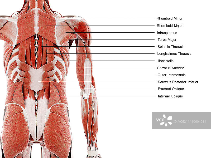 背部肌肉，插图图片素材