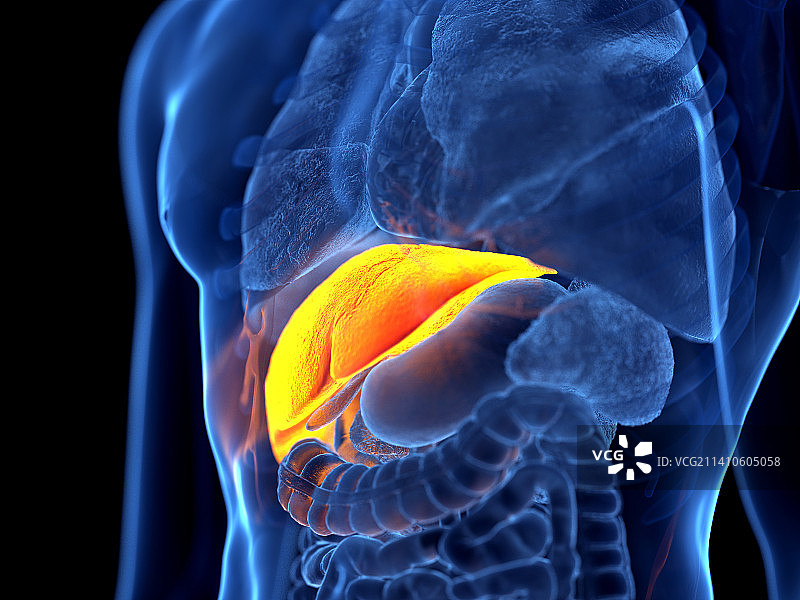 人肝，插图图片素材