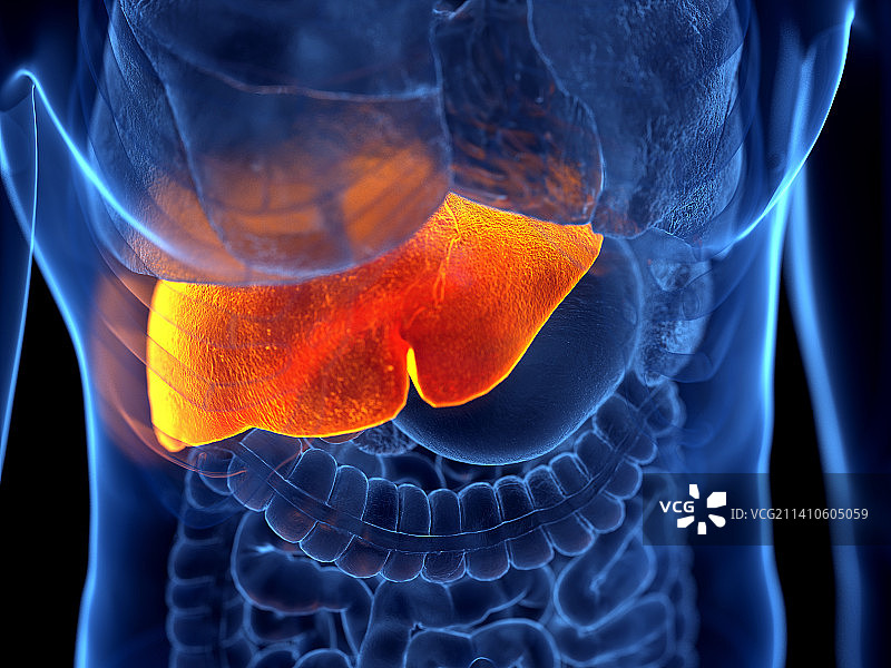 人肝，插图图片素材