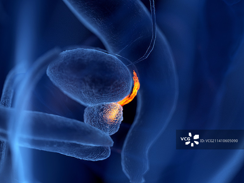 精囊插图图片素材