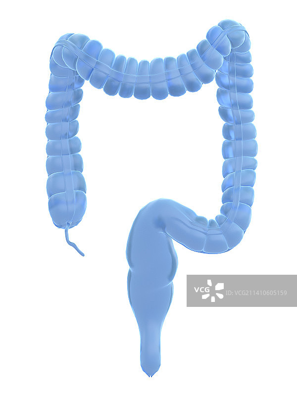 结肠插画图片素材