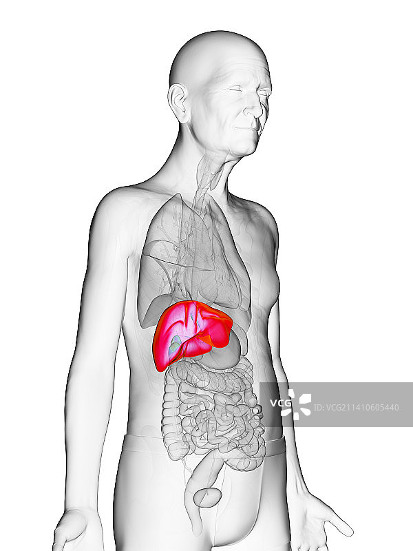 老年男人的肝脏插图图片素材