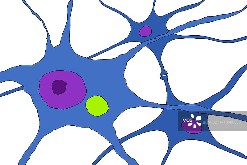 神经元中的狂犬病病毒颗粒图片素材