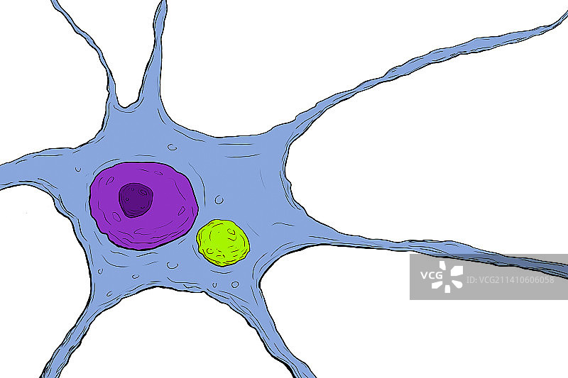 神经元中的狂犬病病毒颗粒图片素材