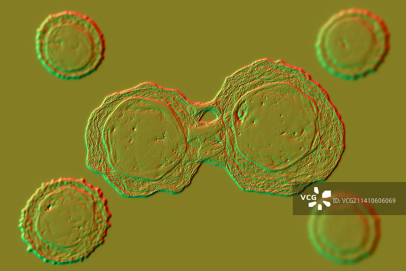 干细胞，图示图片素材
