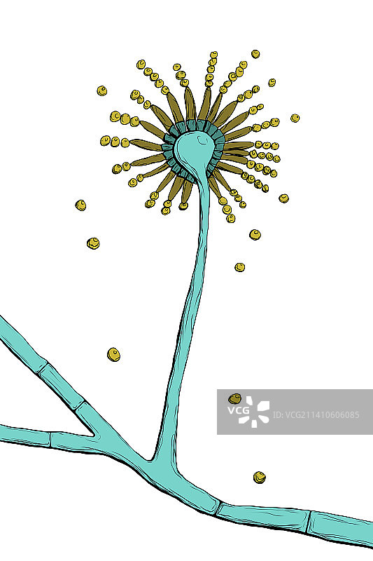 黑曲霉菌插图图片素材