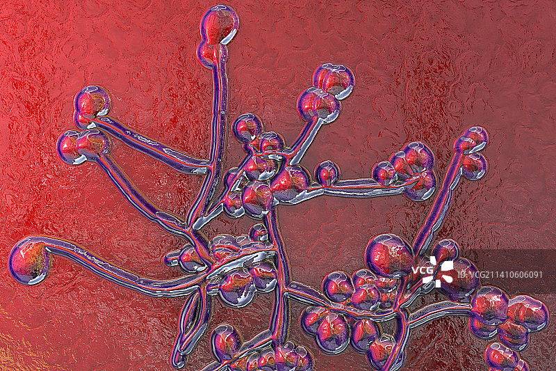 念珠菌真菌，图示图片素材