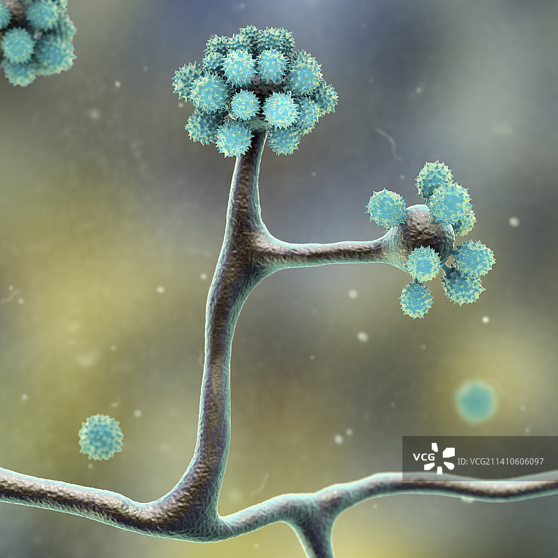 拟青霉菌插图图片素材
