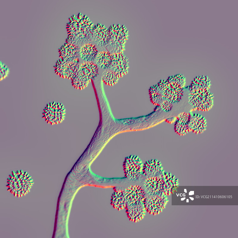 拟青霉菌插图图片素材