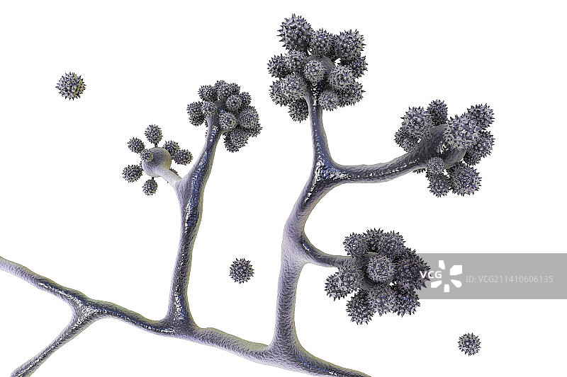 拟青霉菌插图图片素材