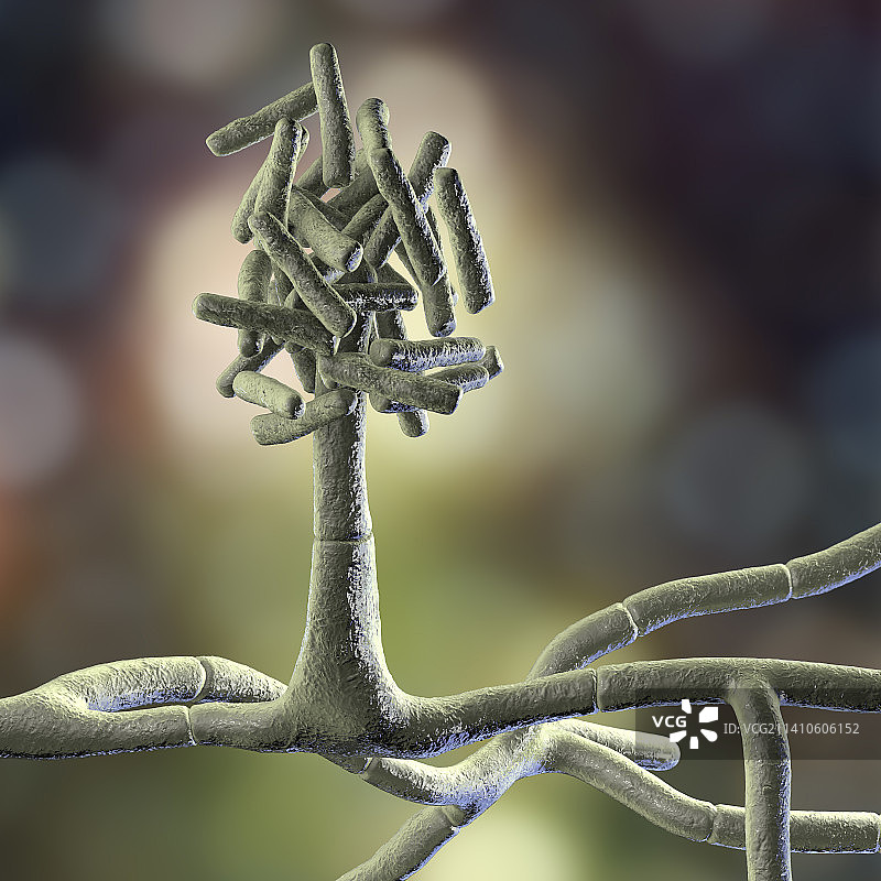 Hormographiella真菌，插图图片素材