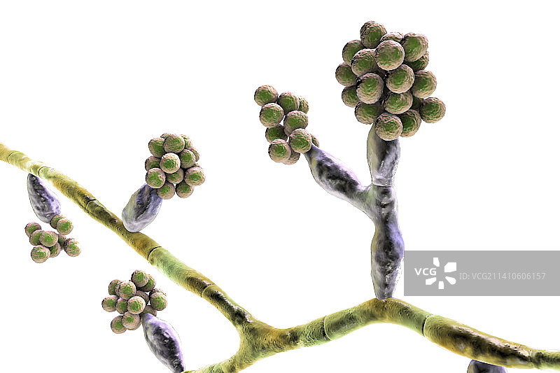 马杜雷拉真菌插图图片素材