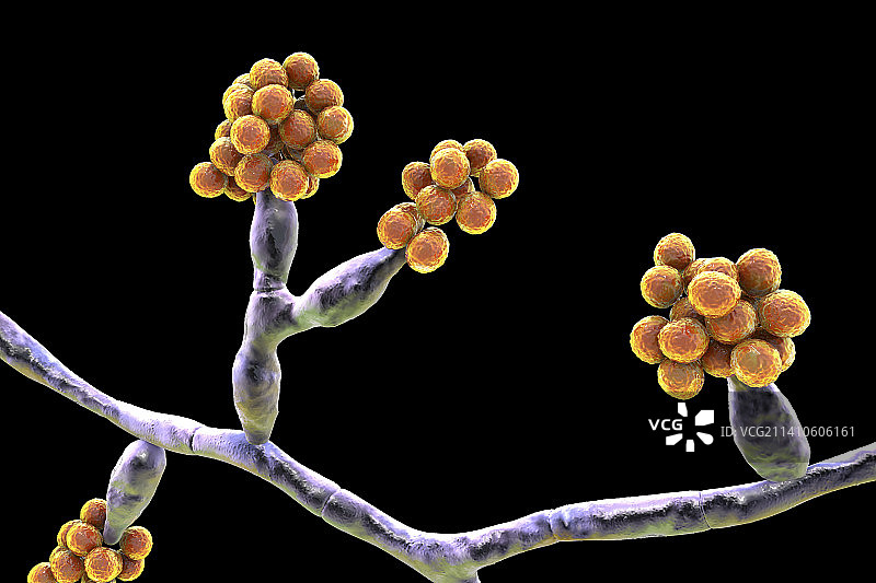 马杜雷拉真菌插图图片素材