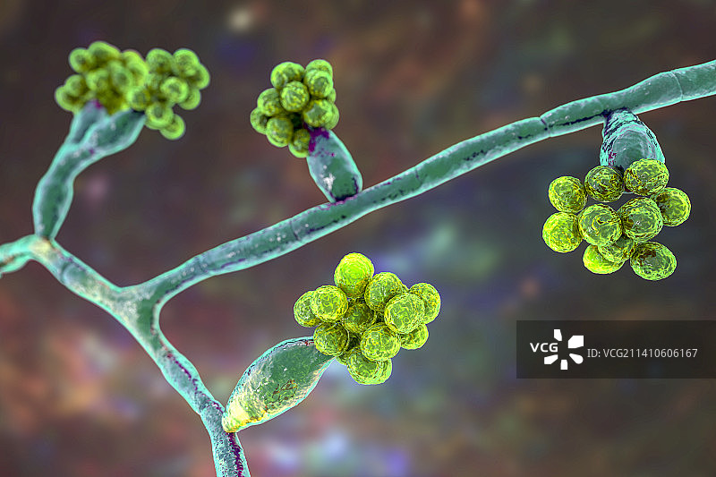 马杜雷拉真菌插图图片素材