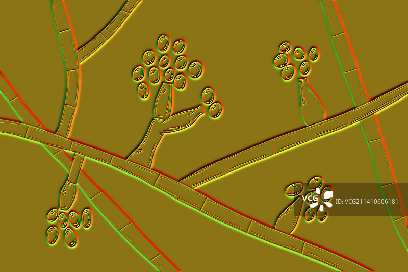 马杜雷拉真菌插图图片素材