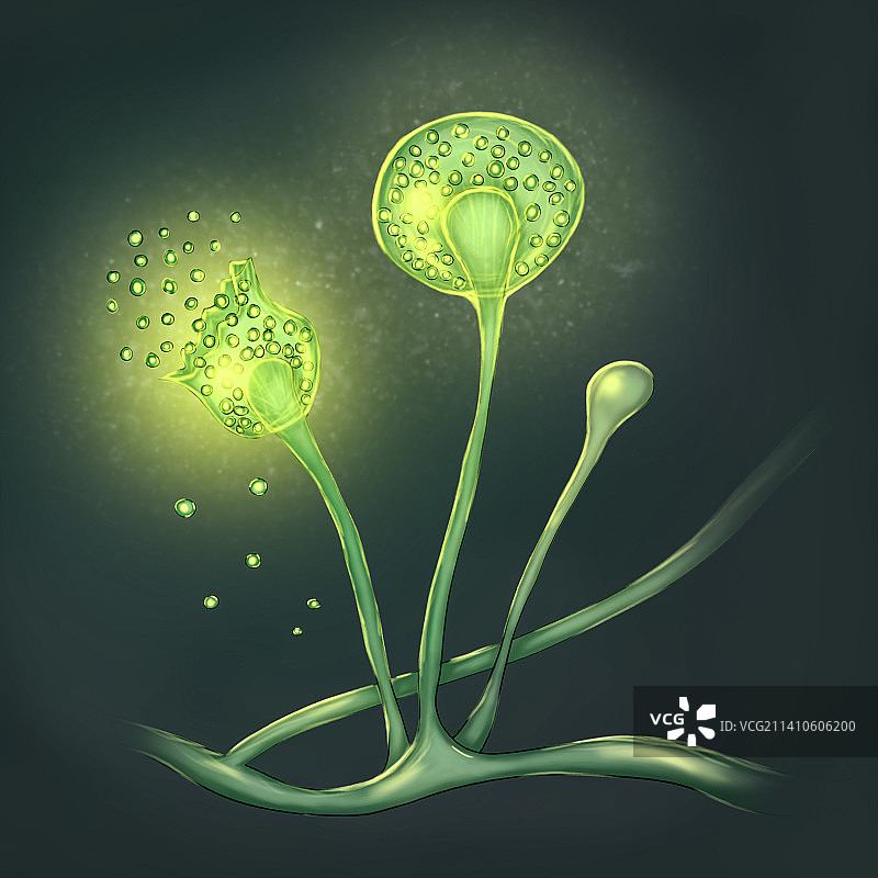 毛霉菌，图示图片素材