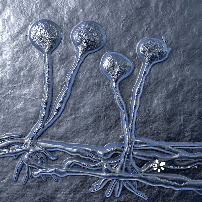 根霉菌插图图片素材