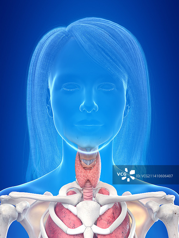 女性插画图片素材