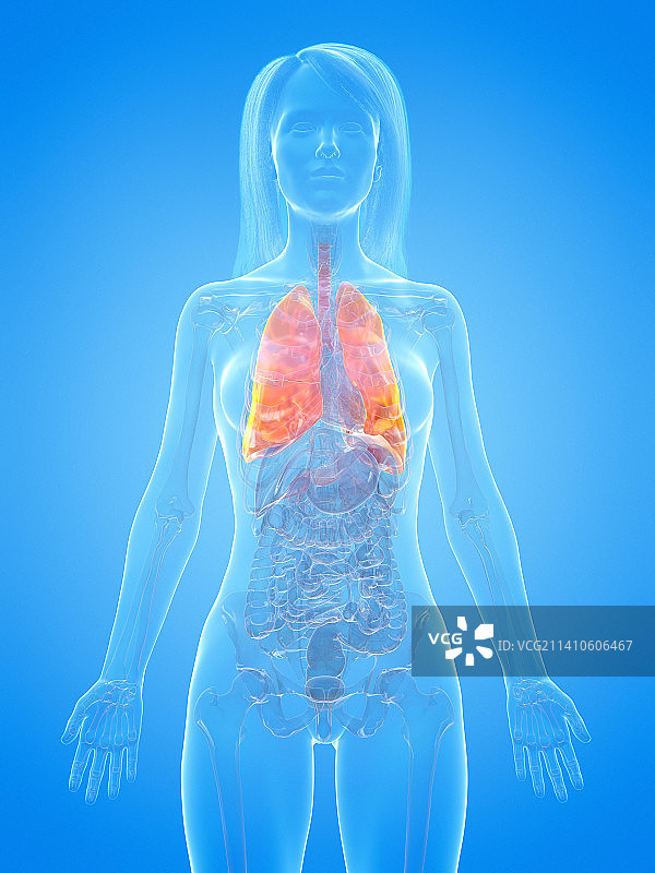 人类肺部插图图片素材