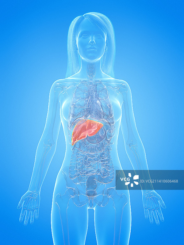 人肝，插图图片素材