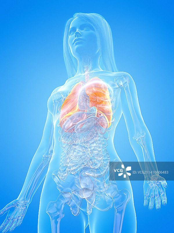 人类肺部插图图片素材