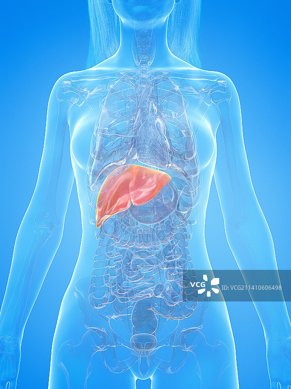 人肝，插图图片素材