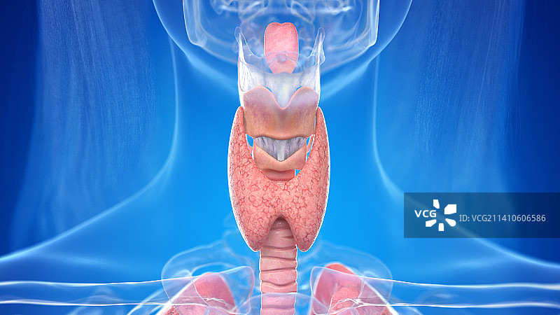 人类颈部解剖结构图图片素材