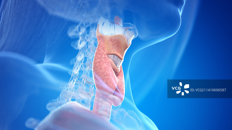 人类颈部解剖结构图图片素材