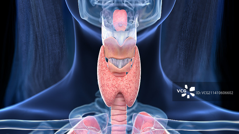人类颈部解剖结构图图片素材