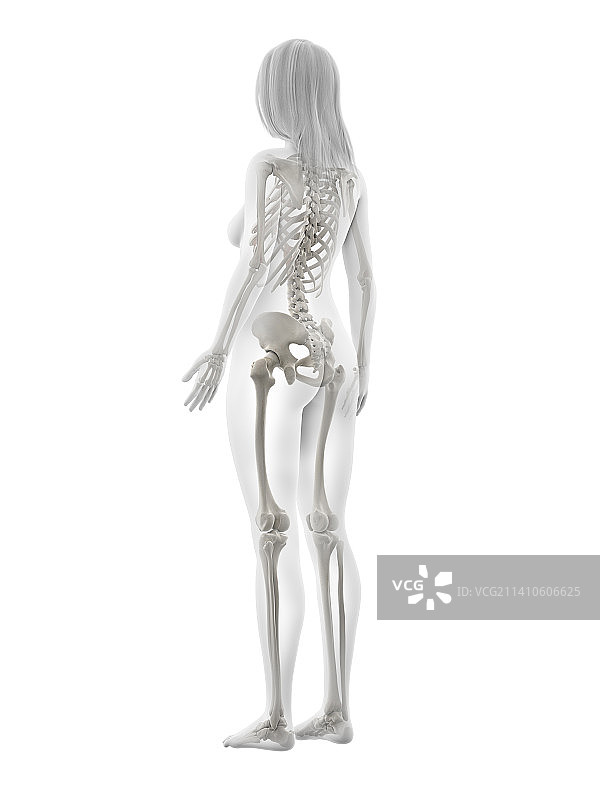 人体骨骼，插图图片素材