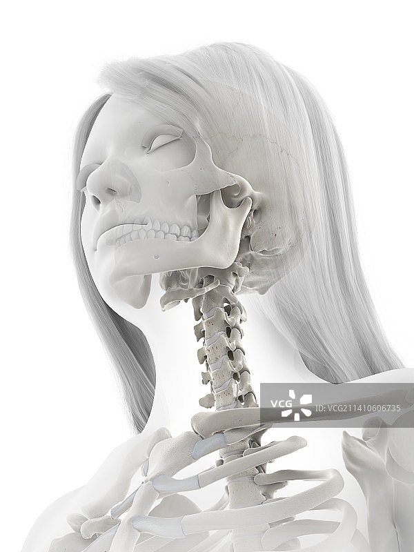 人体上半身骨骼系统插画图片素材